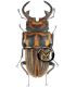 LUCANIDAE