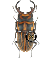Aegognathus  soulai