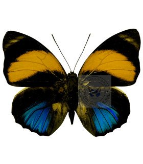 Nymphalinae Agria amydon zenodorus