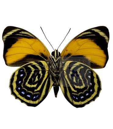 Nymphalinae Agria amydon zenodorus