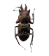 LUCANIDAE
