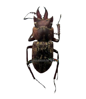 LUCANIDAE