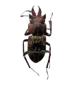Auxicerus platiceps