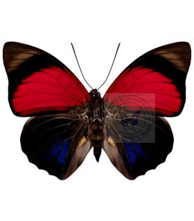 Nymphalinae Agria Claudia lugens