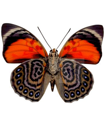Nymphalinae Agria Claudia lugens
