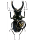 LUCANIDAE