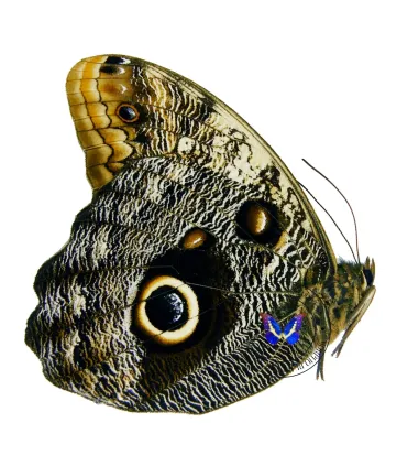 Brassolidae Caligo  prometheus