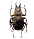 LUCANIDAE