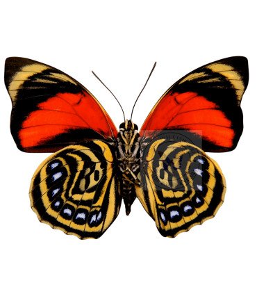 Nymphalinae Agria Amydon trifhon