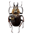 Sphaenognathus xerophilus