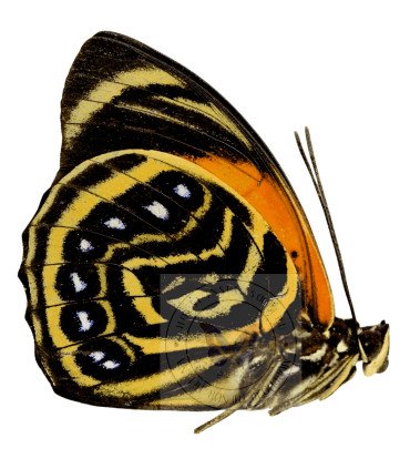 Nymphalinae Agria Amydon trifhon