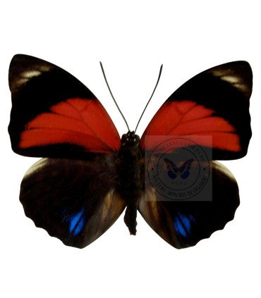 Nymphalinae Agria Amydon trifhon