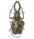 LUCANIDAE