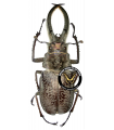 Sphaenognathus feisthameli