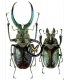 LUCANIDAE