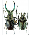Sphaenognathus giganteus
