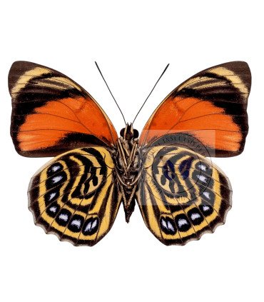 Nymphalinae  Agrias Amydon Aristoxenus