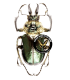 LUCANIDAE