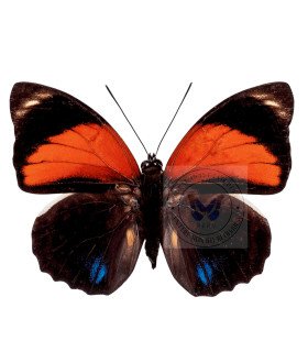 Nymphalinae  Agrias Amydon Aristoxenus