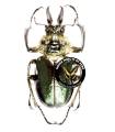 Sphaenognathus metallifer