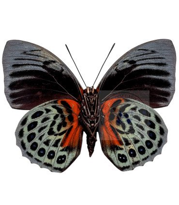 Nymphalinae  Agrias Hewitsonius Beata