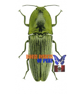 ELATERIDAE