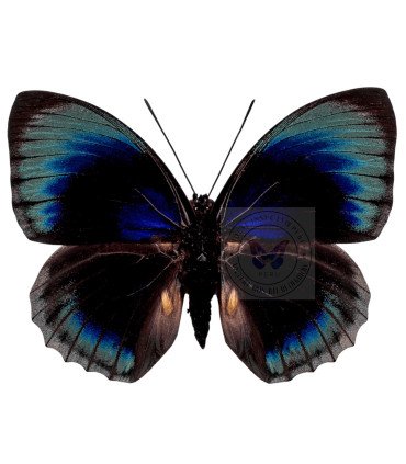 Nymphalinae  Agrias Hewitsonius Beata