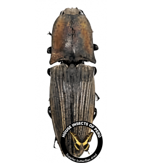 ELATERIDAE