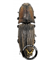 Chalcol. porcatus(Pardalis)