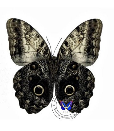 Brassolidae Caligo  prometheus