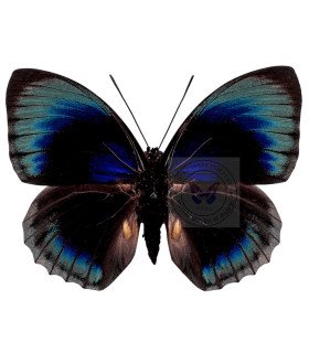 Nymphalinae  Agrias Hewitsonius Beata