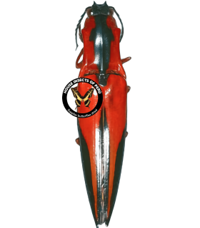 ELATERIDAE