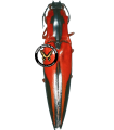 Semiotus sanguinicollis