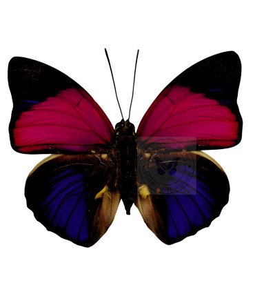 Nymphalinae Agrias claudina sarnadapulus