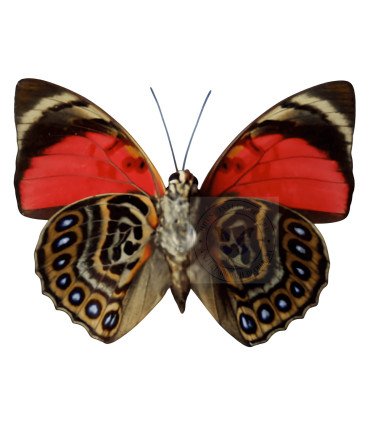Nymphalinae Agrias claudina sarnadapulus