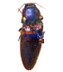 ELATERIDAE