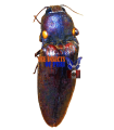 Pyrophorus noctilucus