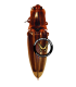 ELATERIDAE