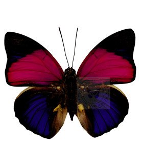 Nymphalinae Agrias claudina sarnadapulus