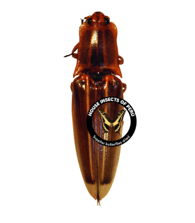 ELATERIDAE