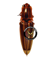 Semiotus ligneus