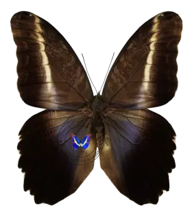 Brassolidae Caligo superbus superbus