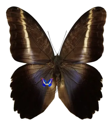 Brassolidae Caligo superbus superbus