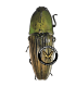 ELATERIDAE