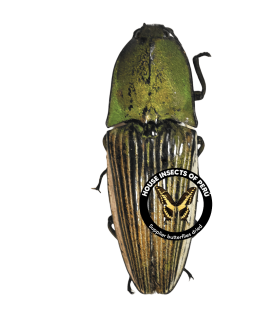 ELATERIDAE