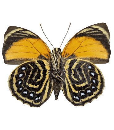 Nymphalinae Agrias Pericles peruvianus