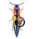 ELATERIDAE