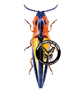 ELATERIDAE