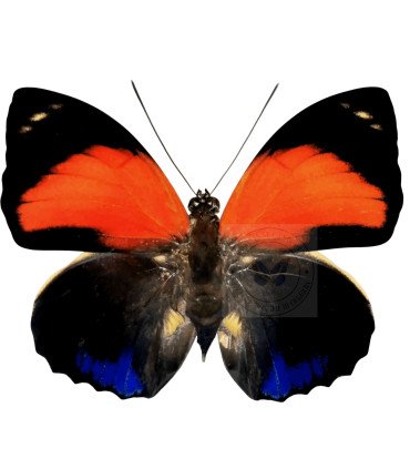 Nymphalinae Agrias Pericles peruvianus