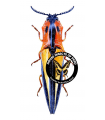 Semiotus  angulatus